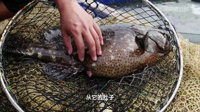 一条石斑鱼,一条石斑鱼一碗白饭