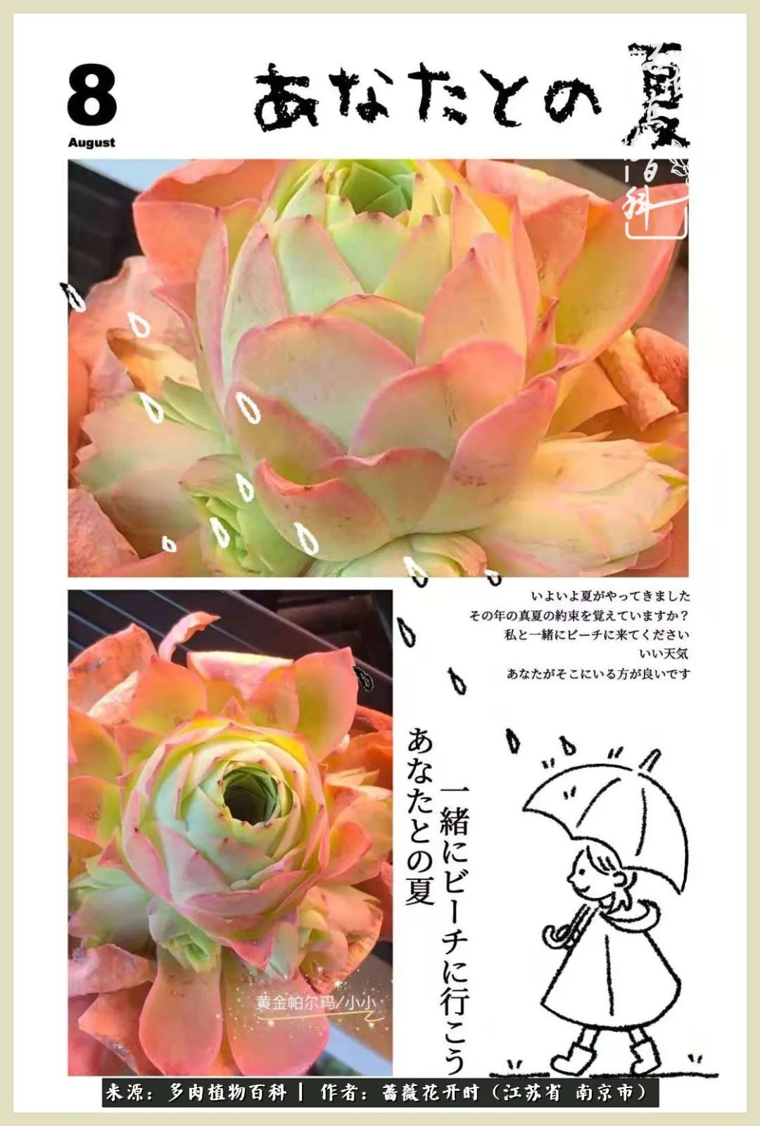 又见颜的妩媚，色的诱惑！这些山地玫瑰礼盒惊艳了眼眸