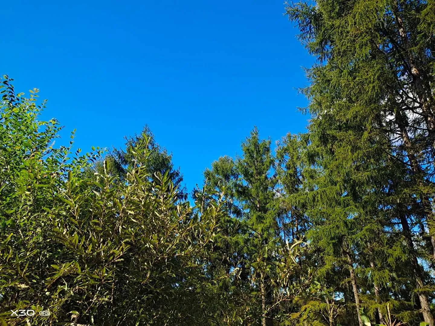 可爱的小蝌蚪视频,可爱的小蝌蚪三年级300字