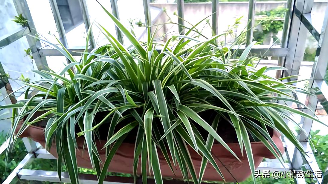 吊兰绿植盆栽黄叶怎么办,养了一年的吊兰爆盆了怎么修剪