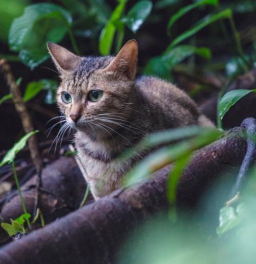猫咪为什么不能吃甜食,猫咪禁食的食物和禁食原因