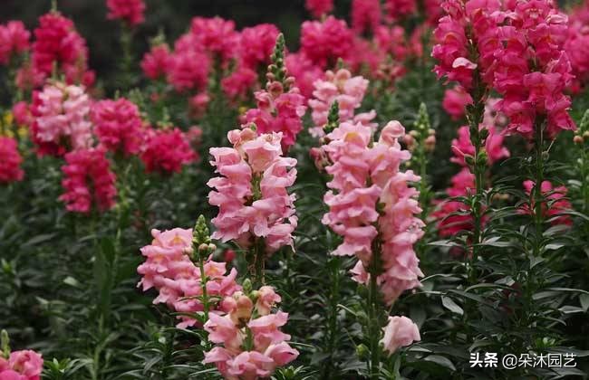 什么是草本,什么是灌木什么是草本