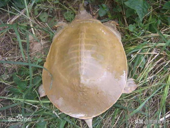 村子里的养殖场,我的家庭养殖场