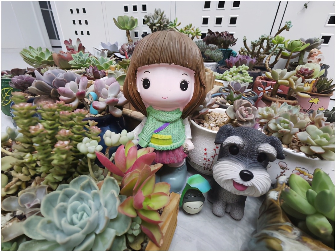 多肉虐我千百遍，我待多肉如初恋