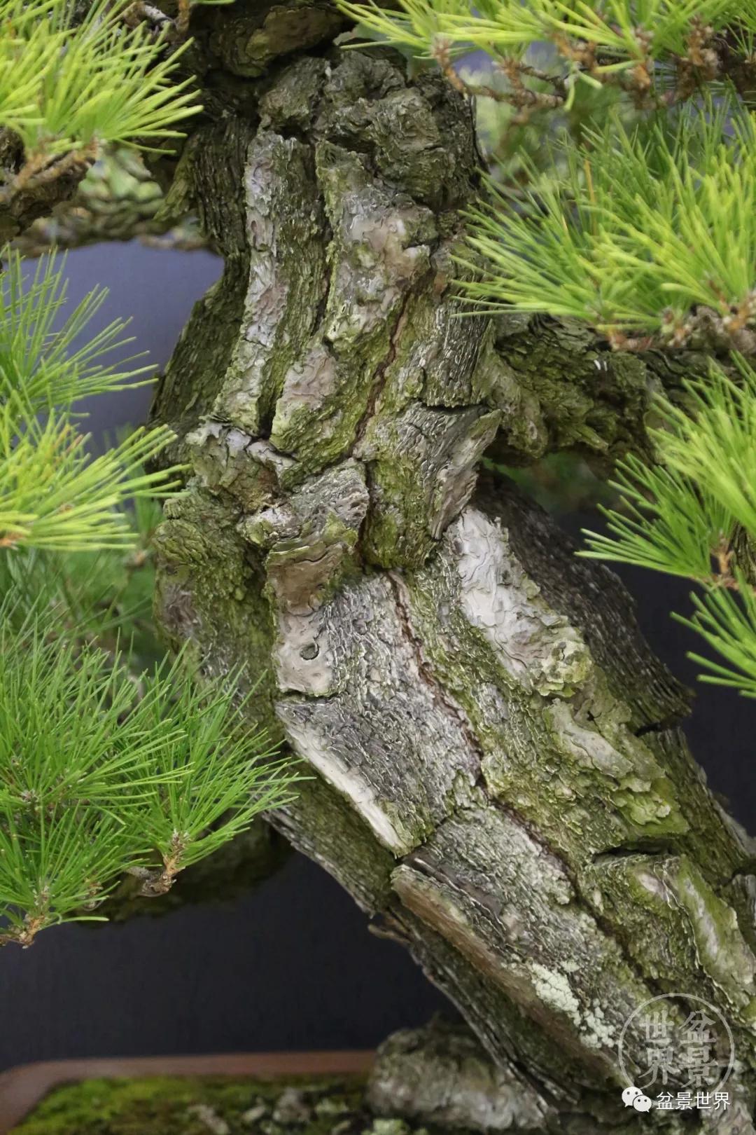 宿松十大顶级黑松盆景 (黑松微型盆景日本黑松30公分价格)