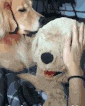 金毛搞笑表情图片伸手,金毛吃醋的搞笑图片