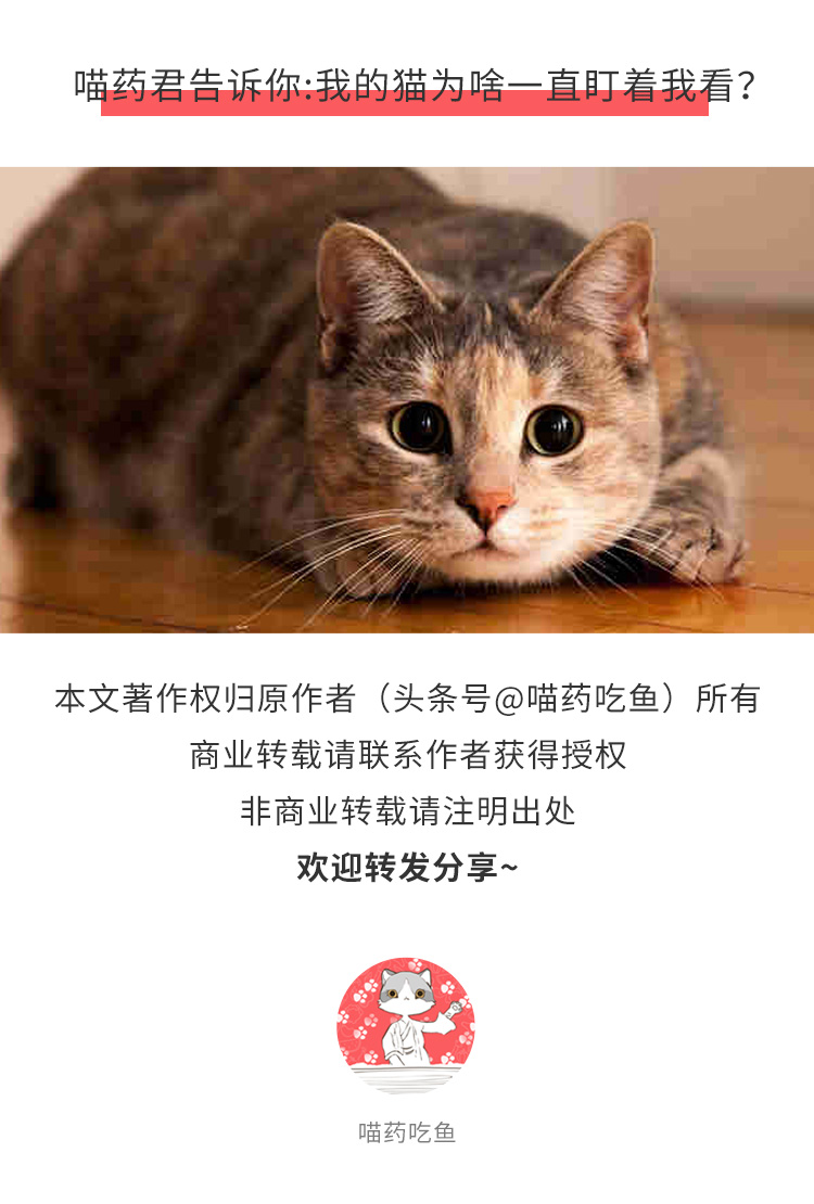 猫突然瞳孔盯着你看是什么意思,猫一直盯着你看是什么意思