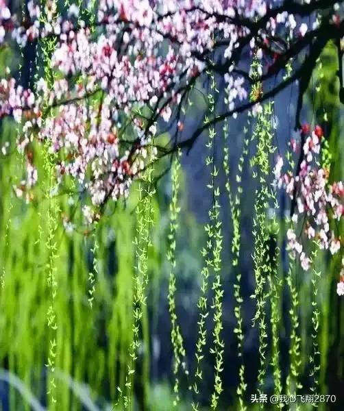 散文清明朗诵,散文垂柳