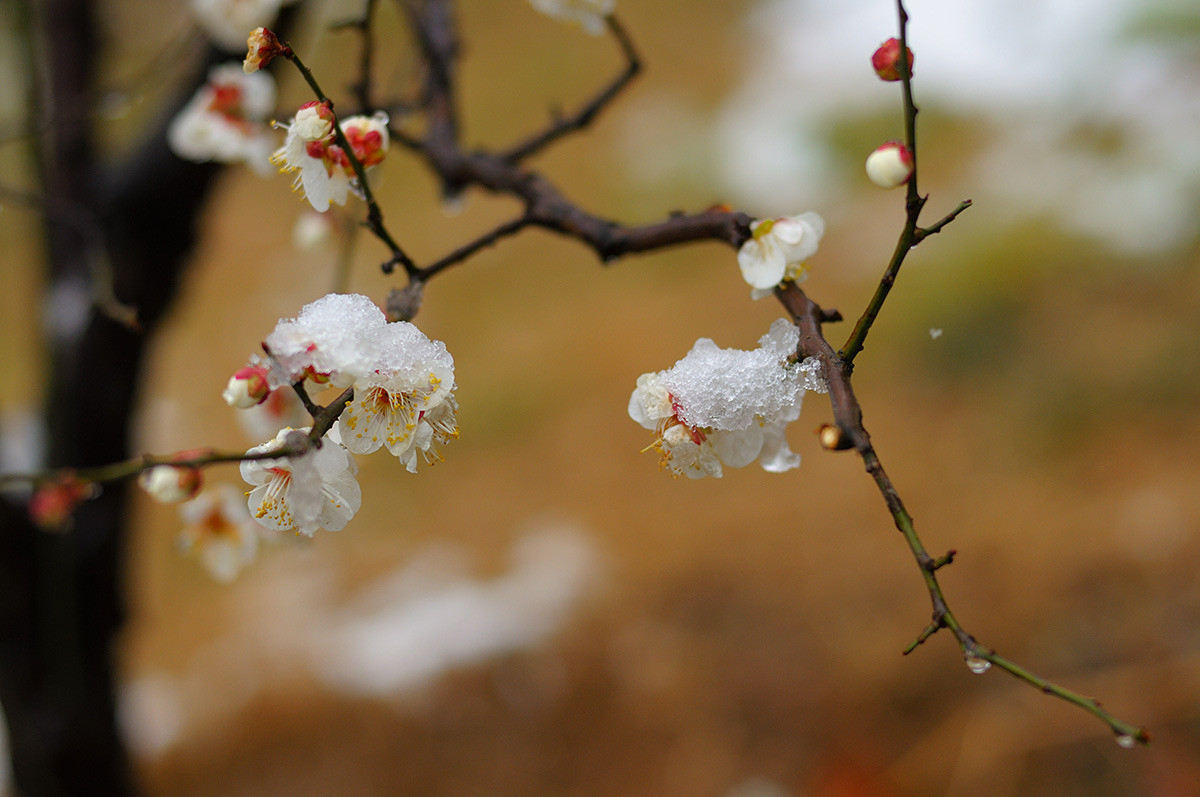 最经典咏梅诗100首,两句完整的咏梅的古诗