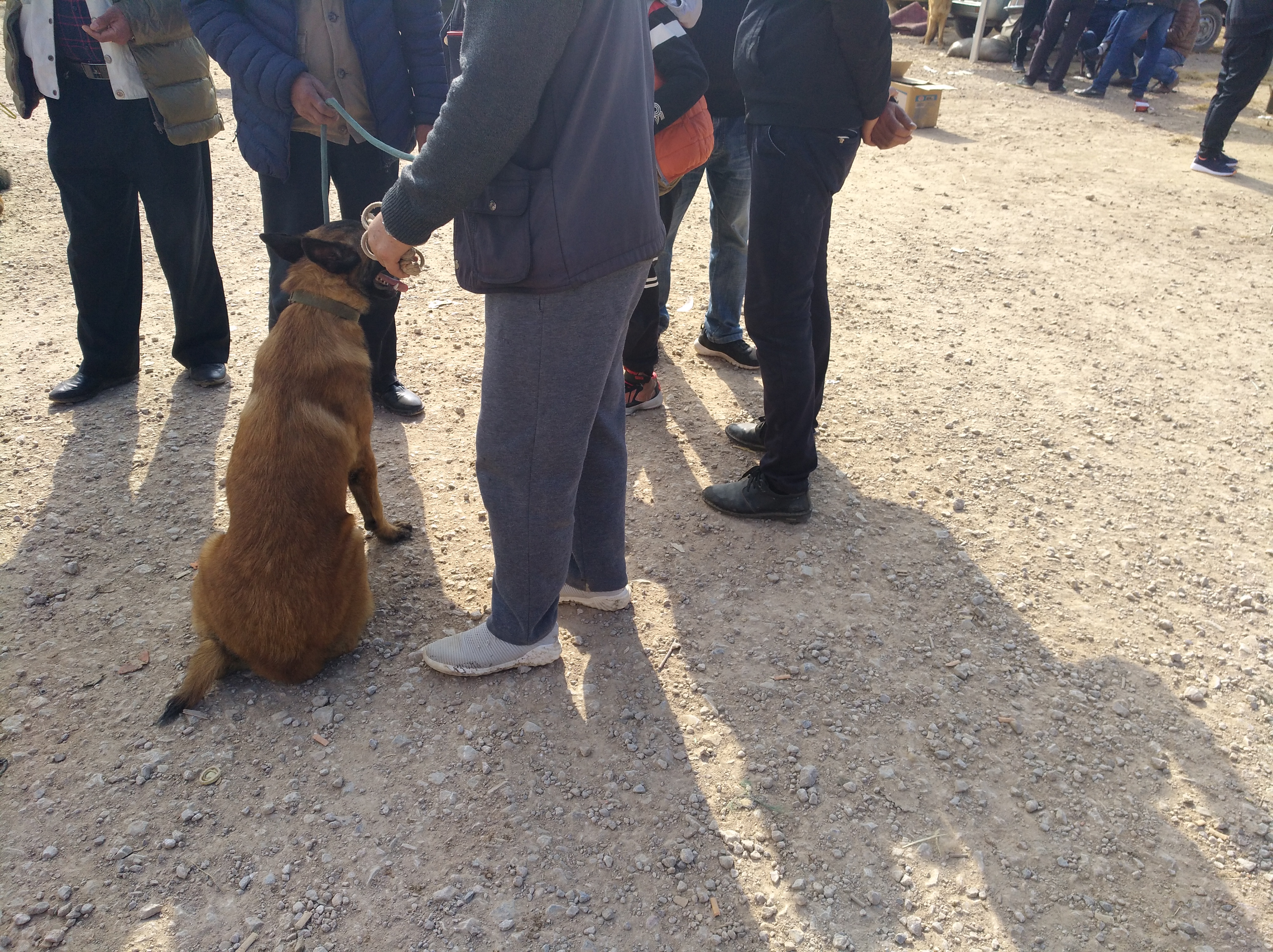 马犬必须得遛吗,刚会走路的小马犬