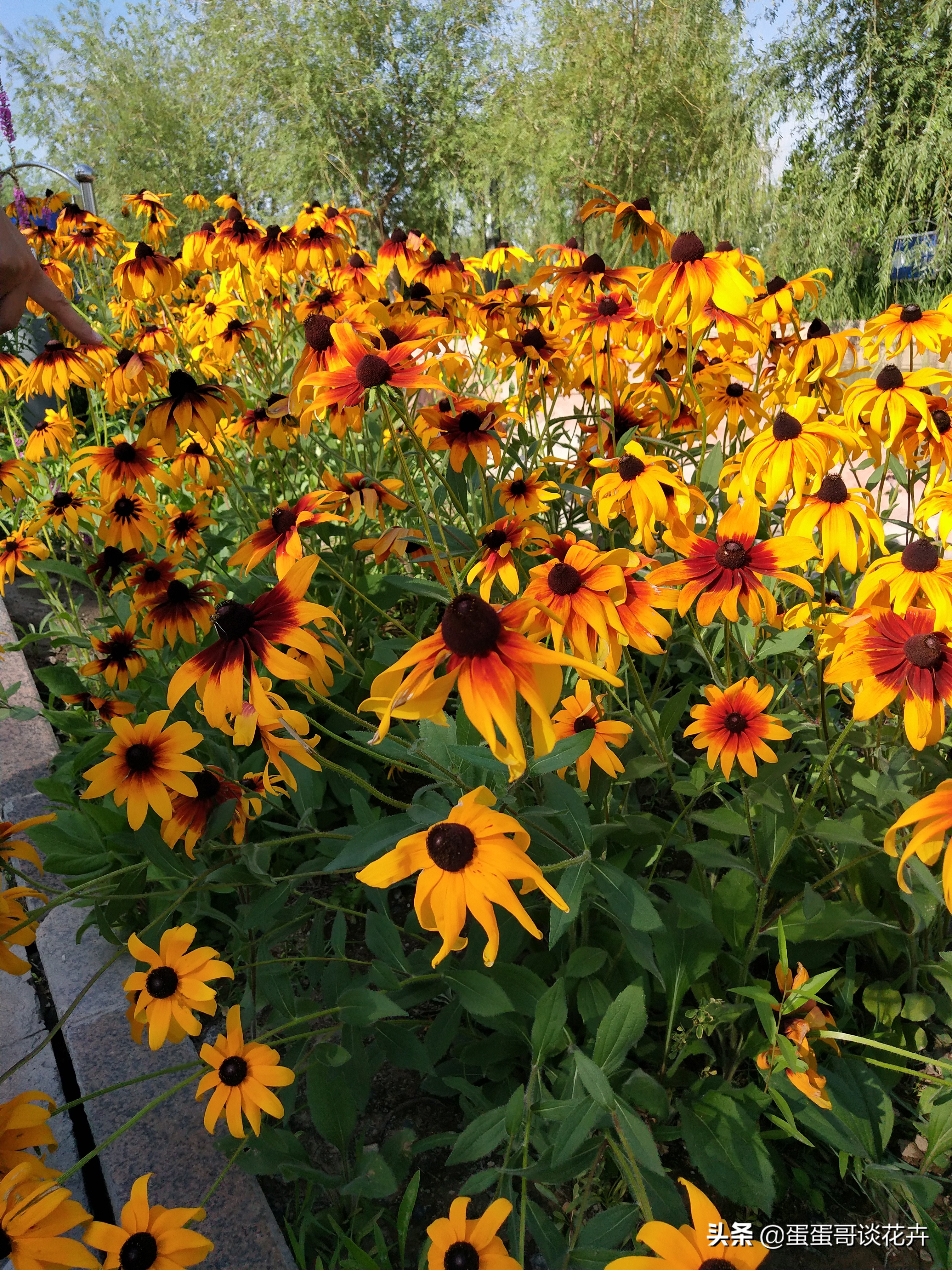 阳台小花园适合养什么绿植,夏季庭院花卉蓝目菊