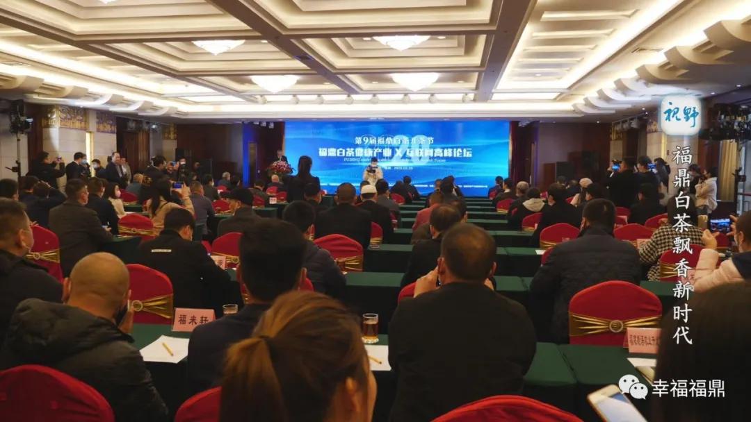 福鼎白茶兴起,白茶步入产业振兴快车道