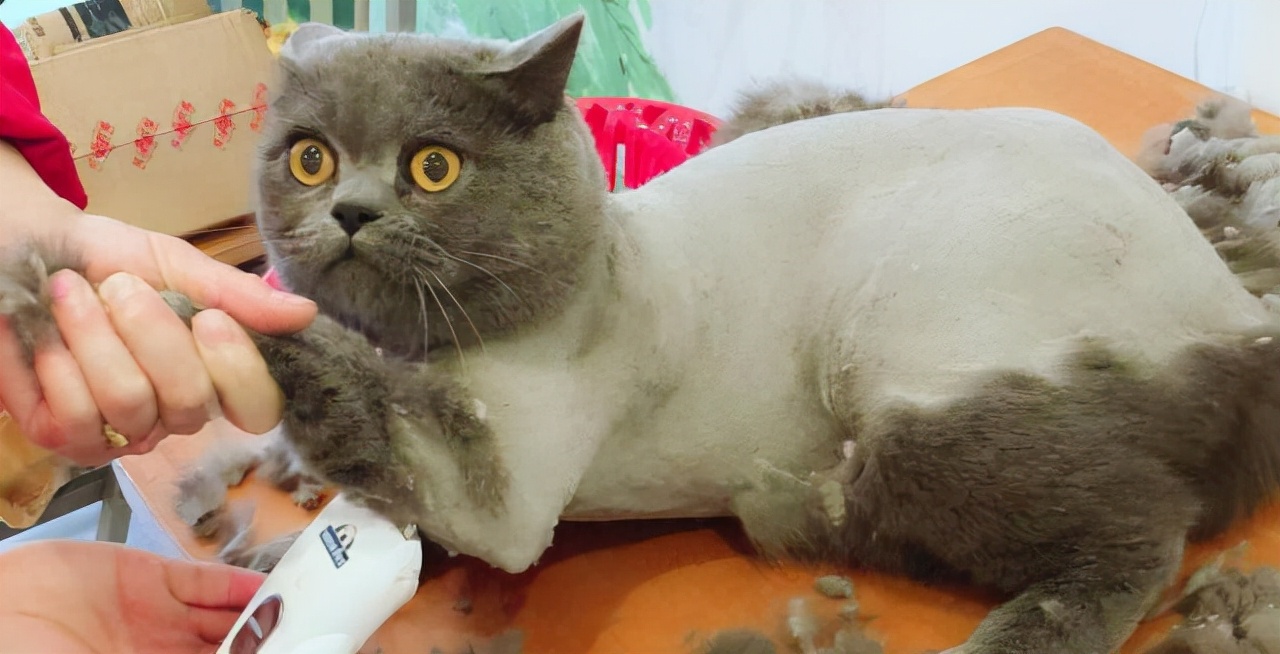 给猫咪剃毛会有哪些危害,一年的猫咪掉毛很严重需要剃毛吗