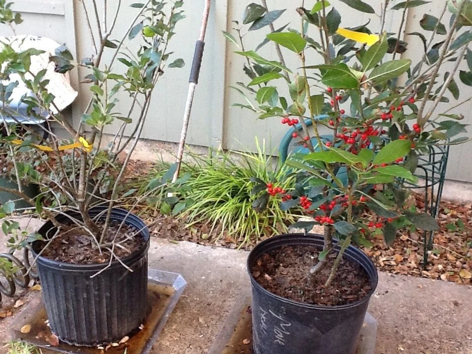 舍不得买鲜花,北美冬青如何组合盆栽