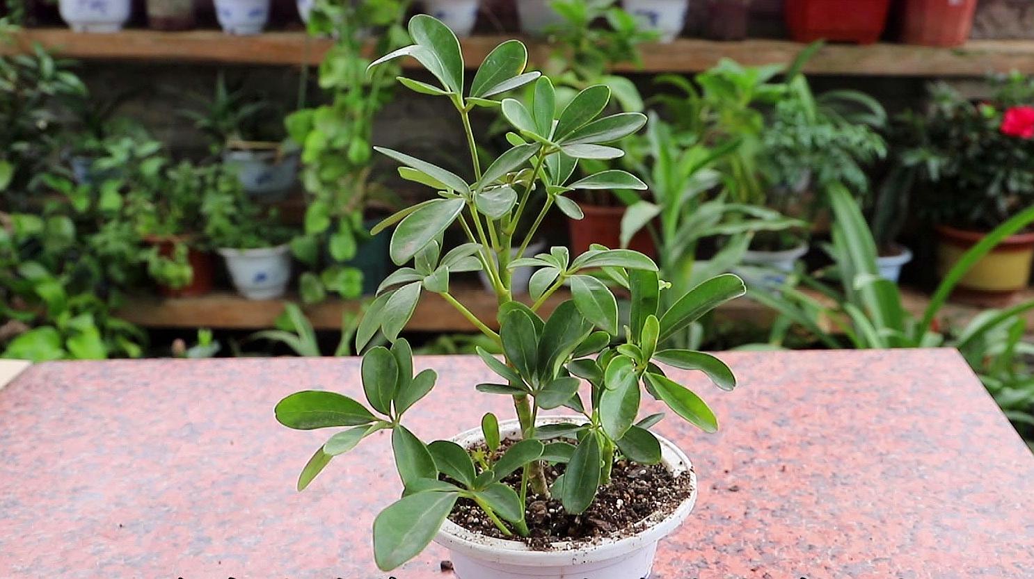 鸭掌木风水寓意,鸭掌木植物寓意