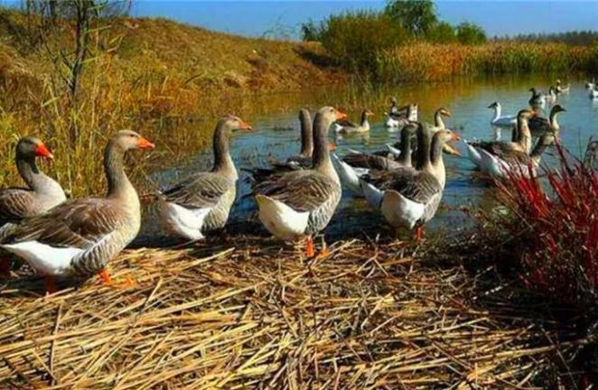 美洲雁养殖方法和注意事项,幼雁怎么养