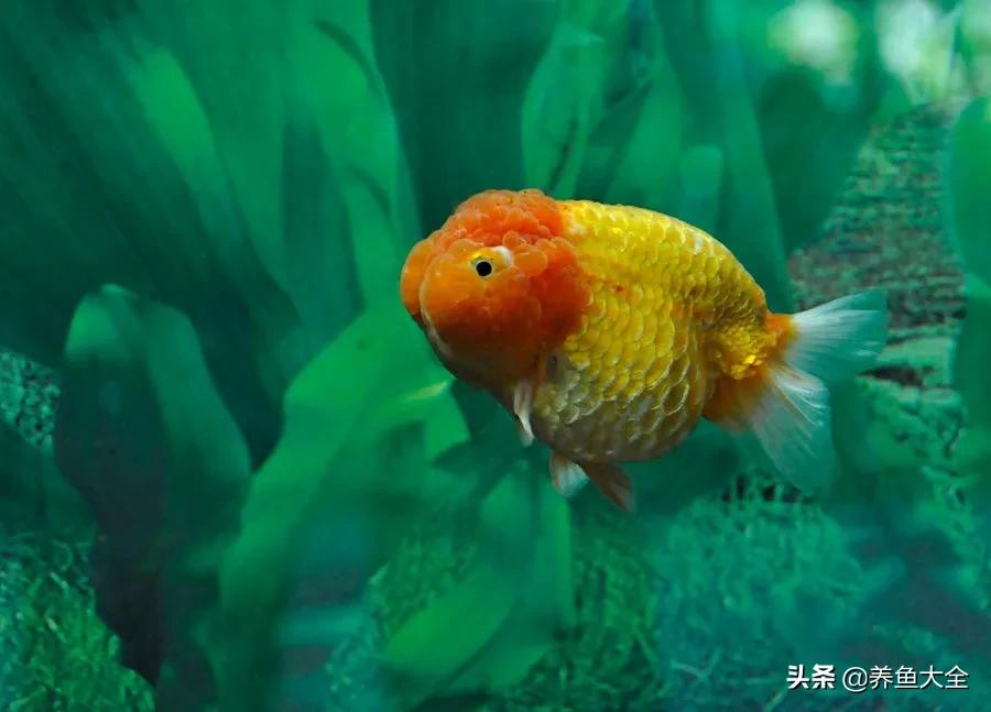 什么金鱼好养又好看,养哪种金鱼又好看又好养