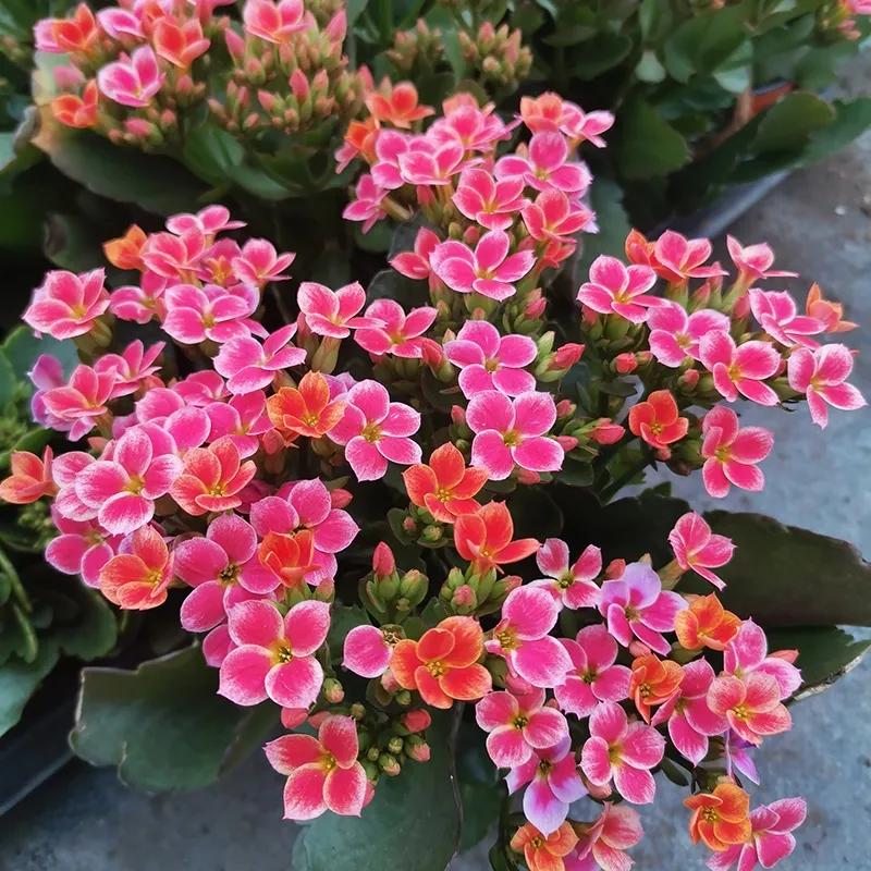 单瓣长寿花品种大全图,长寿花单瓣最好看的品种