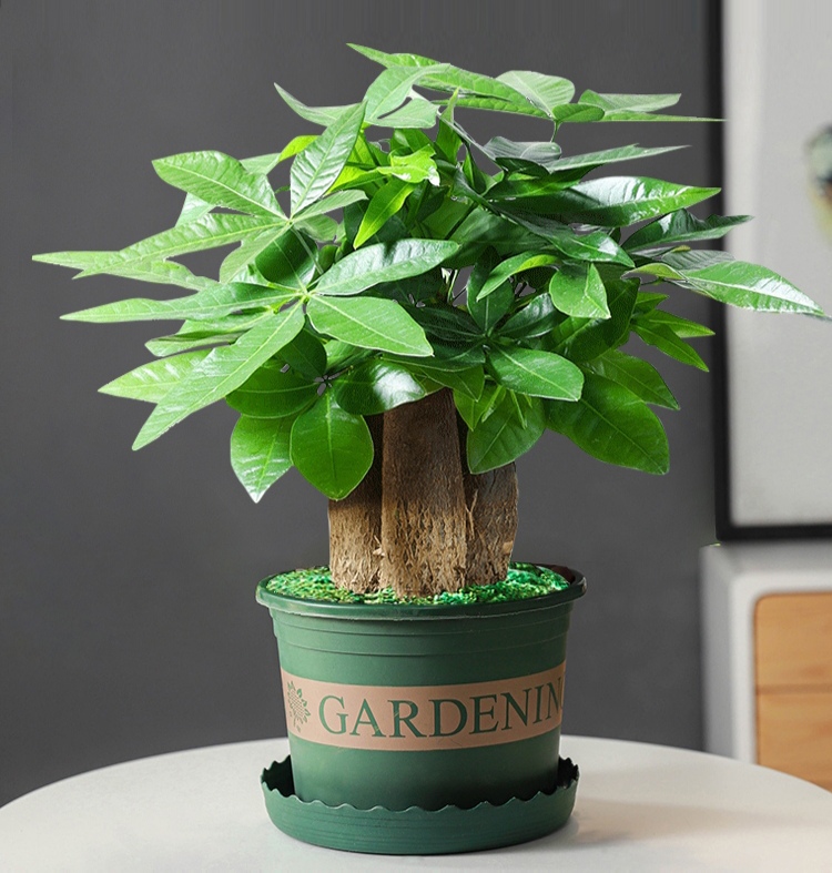 浇水过多死的植物,最容易浇死的6种花