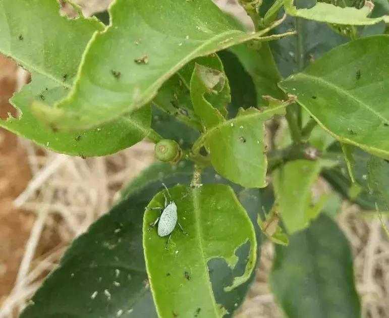 春季柑橘树预防什么病虫害,柑橘病虫害施药时间表