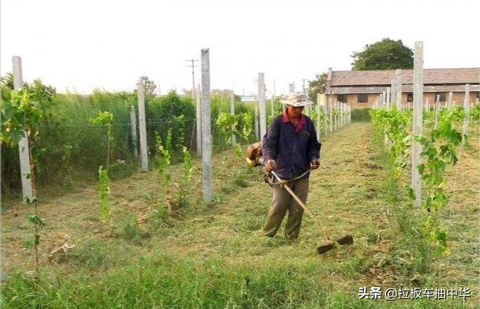 高效氟吡甲禾灵和精氟吡甲禾灵,氟吡甲禾灵和精喹禾灵一样吗