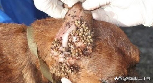 狗狗身上长蜱虫可以直接拔掉吗,狗耳朵上的蜱虫可以直接拔吗