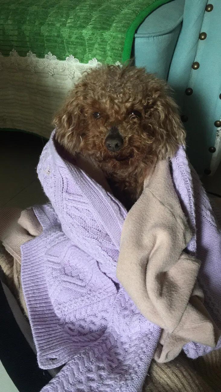 泰迪急性肠胃炎拉血怎么办,泰迪急性肠胃炎需要注意什么