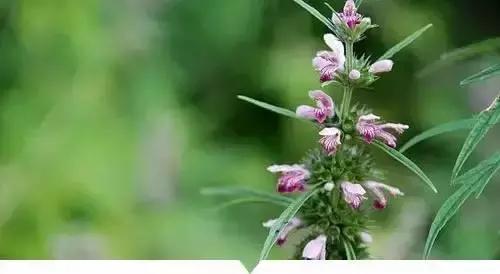 植物小时候和长大的名字不一样,小时候一种类似于甘蔗的植物