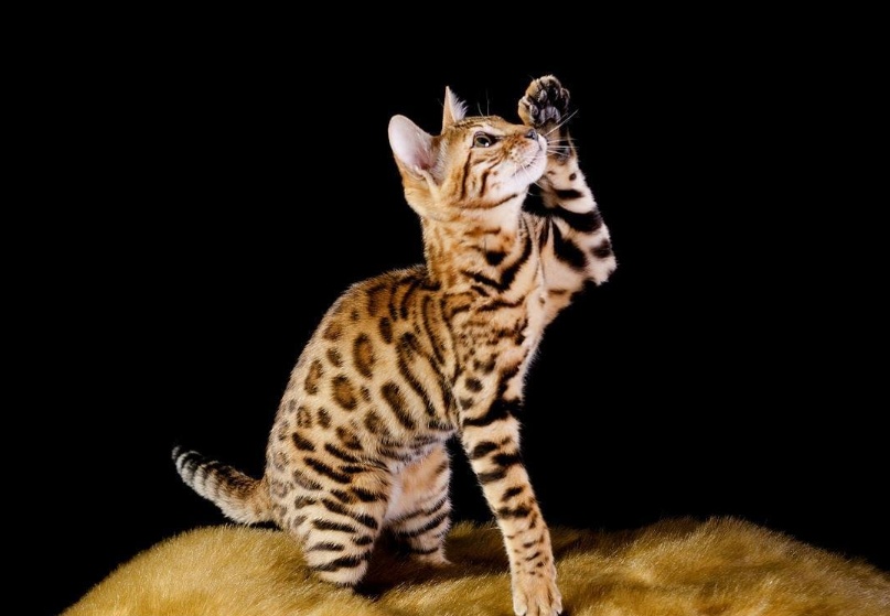 除了布偶猫最好看的宠物猫是什么,世界名贵猫咪品种是布偶猫吗