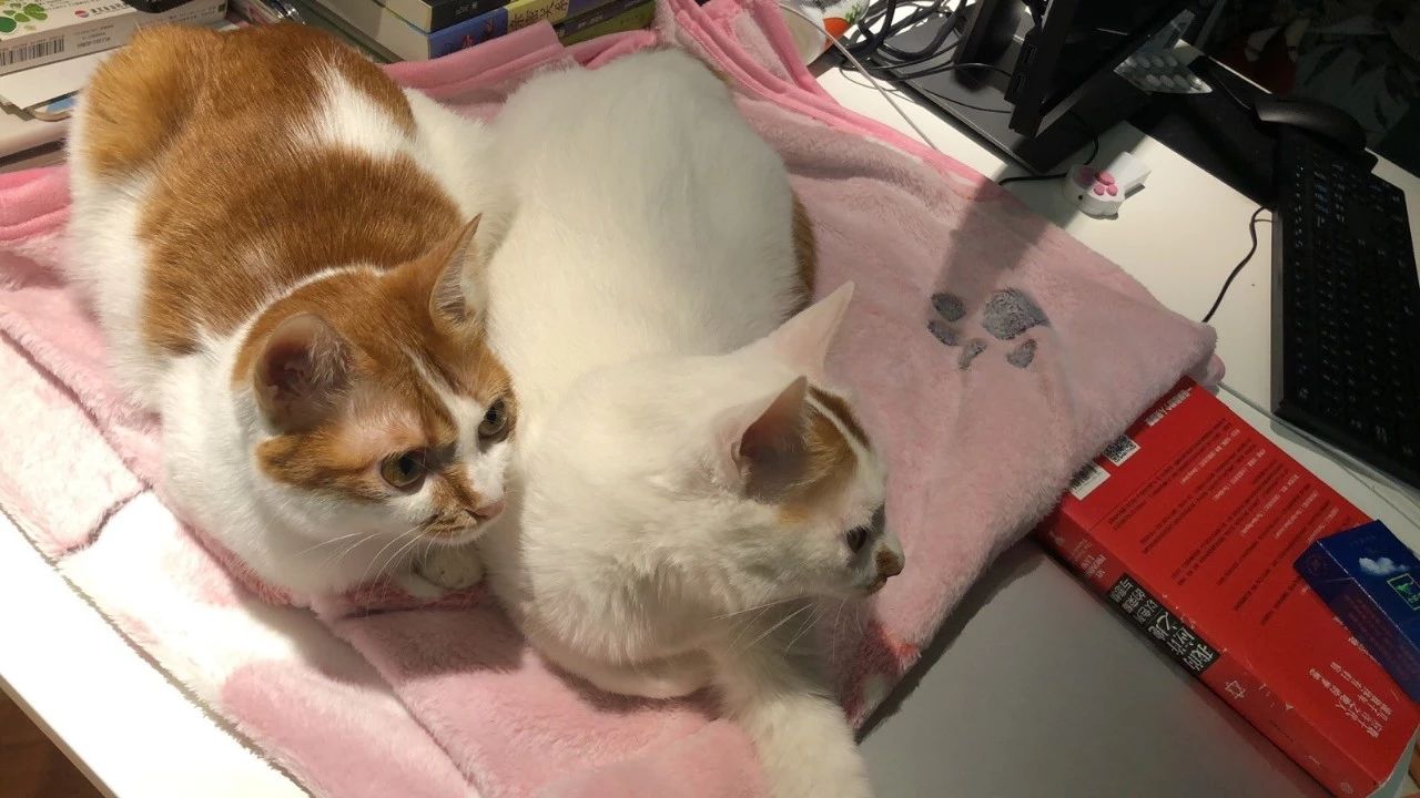 猫粮有必要喂进口的吗,猫吃进口猫粮好还是国产的好