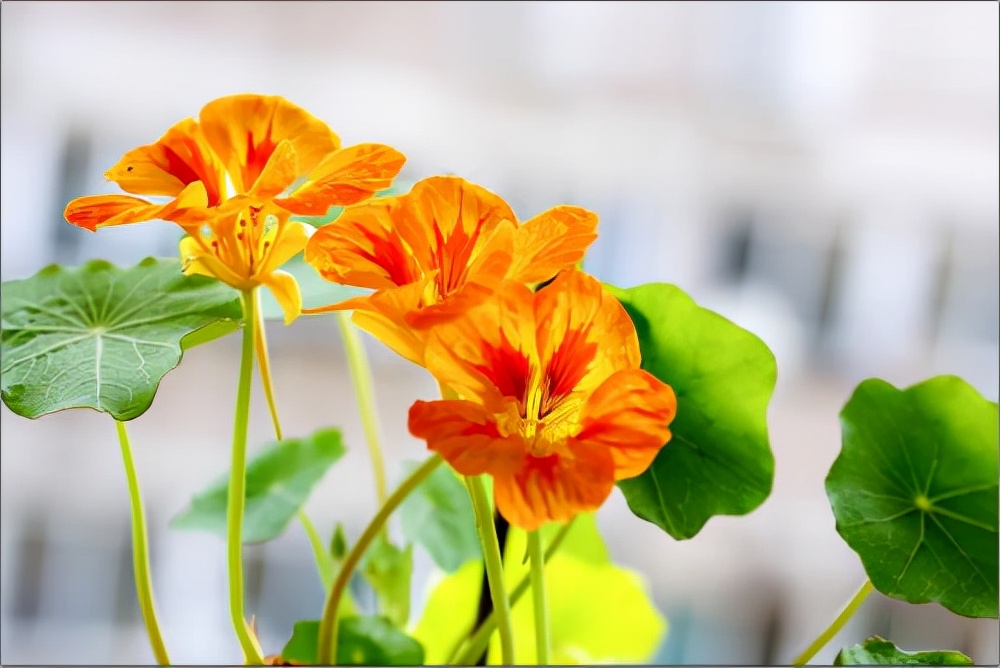 花卉绿植种植大全,温室常见的花卉