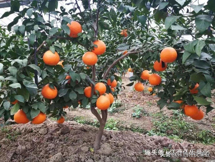 柑橘低谷期怎么赚钱,柑橘销售难对策建议