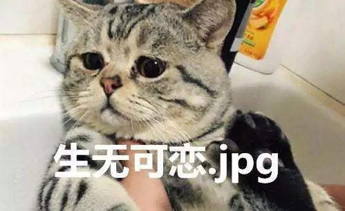 新手铲屎官第一次给猫洗澡,给猫咪洗澡的时候猫咪为什么怕水