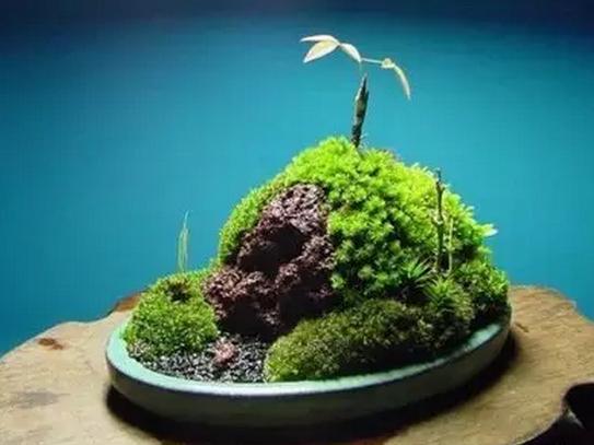 听说“苔藓盆景”的人很少，但它造型多样，观赏性极强！