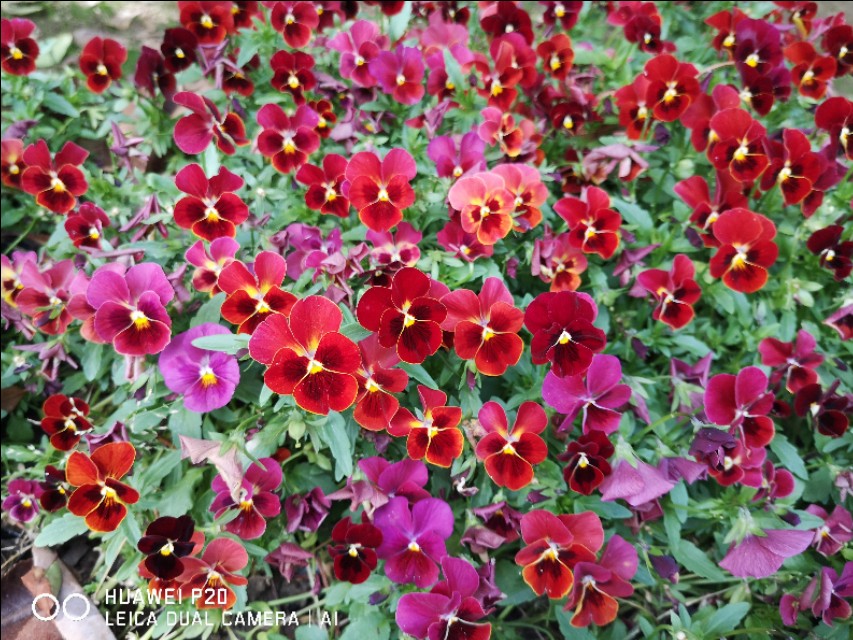 洛阳到华山一日游,洛阳到华山自驾游攻略