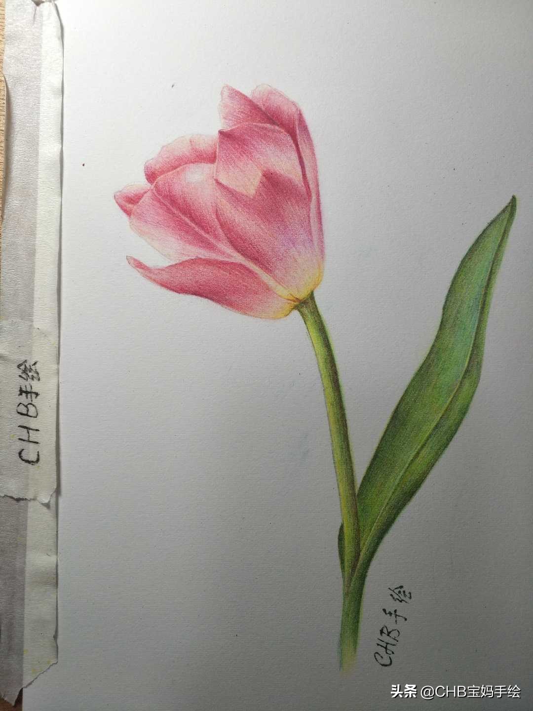 怎么在扇子上画郁金香简单用彩铅,彩铅绘画ins风郁金香整幅