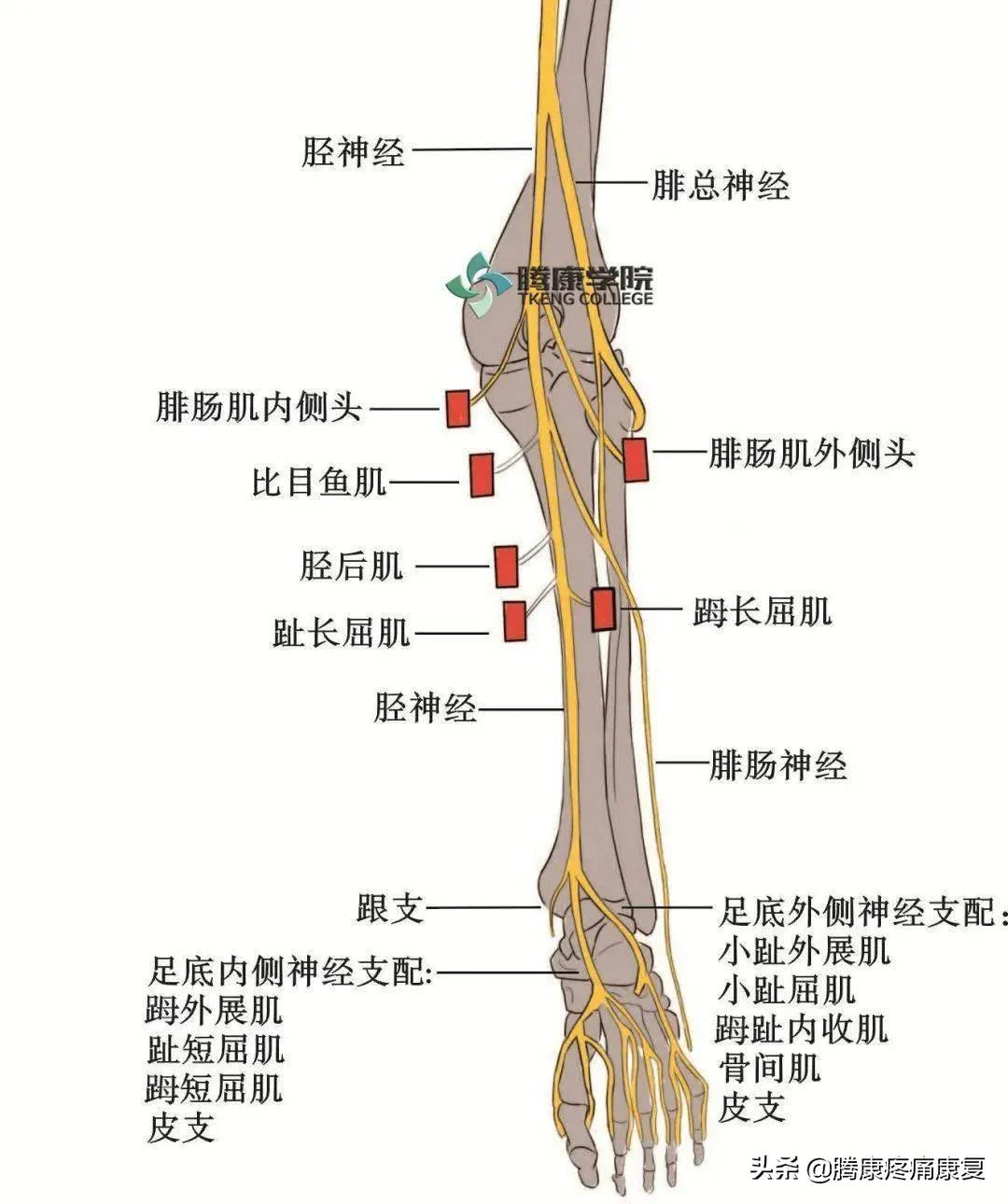 最全！脊神经系统汇总