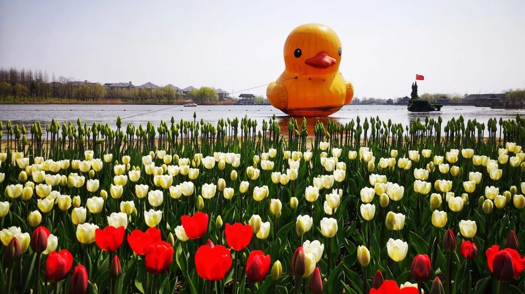 绍兴杭州湾海上花田100万郁金香等你来赏来赴一场春天的约会。