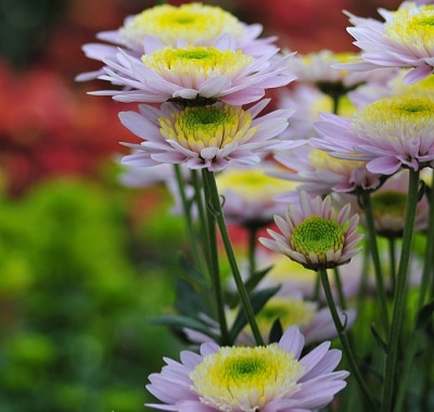 菊情，菊意，菊之气