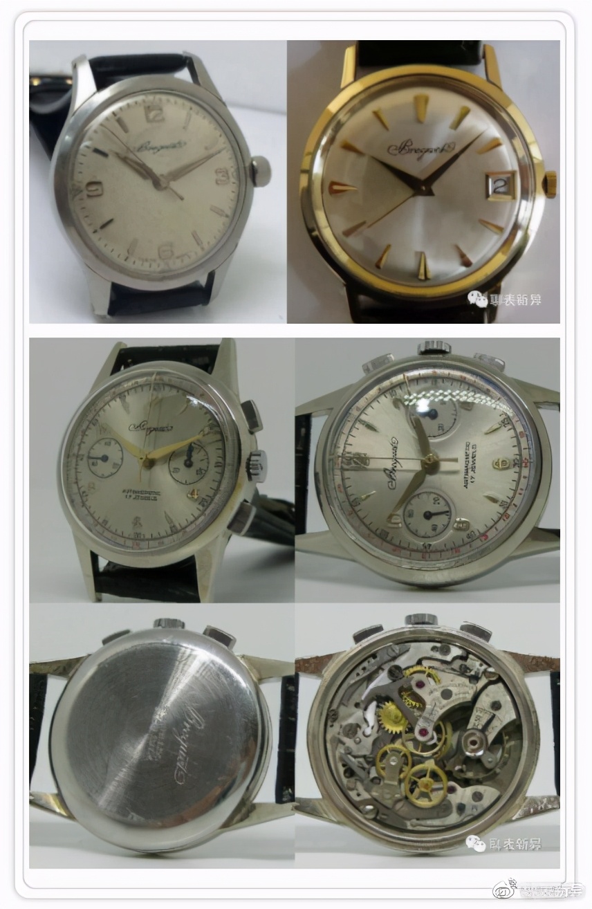 百里鸽是什么鸽,百里鸽是什么鸽图片