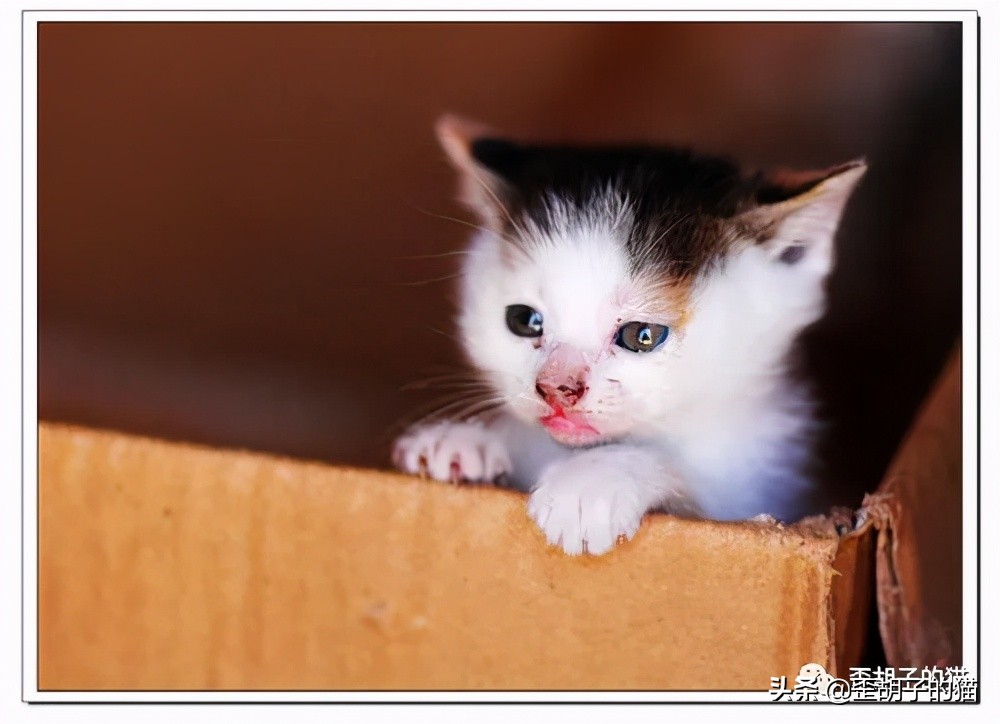 如何看出猫咪年龄有多大,怎么看出猫咪的年龄多大