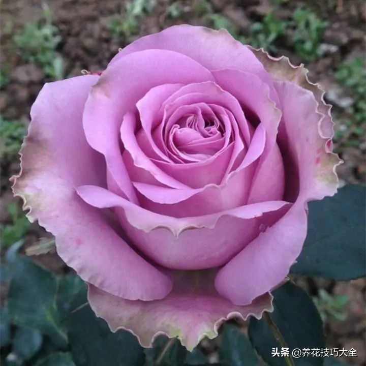 四季开花的月季又香又好养有几种,最漂亮10种盆栽月季