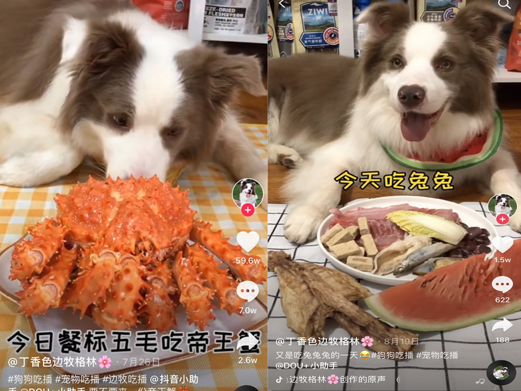 鐙楀拰鐚悆榫欒櫨,瀹犵墿鐚悆瀹犵墿榫欒櫨