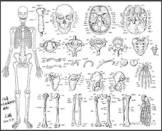 医学解剖创意绘画及作品简介,解剖手骨绘图大赛手绘图