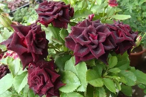 最漂亮10种微型月季,新手必入这8种月季漂亮好养