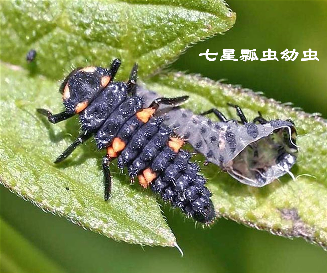七星瓢虫一天可以吃几个蚜虫啊,七星瓢虫正在吃蚜虫图片