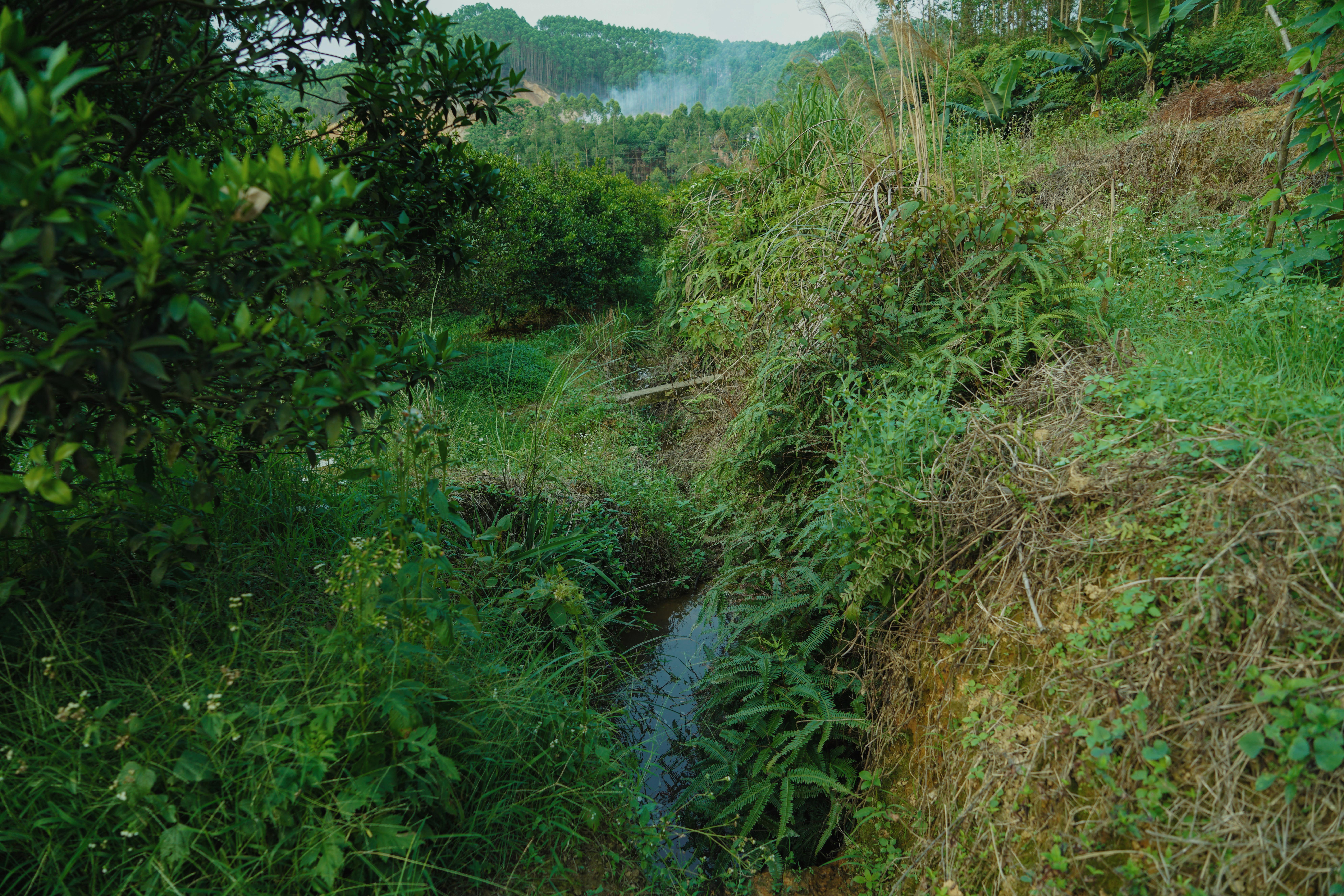 广西十岁百香果女童遇害案过程,广西百香果女孩遇害案进展
