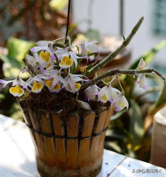 条状石斛和钉状石斛的区别,翅梗石斛与黑毛石斛的区别