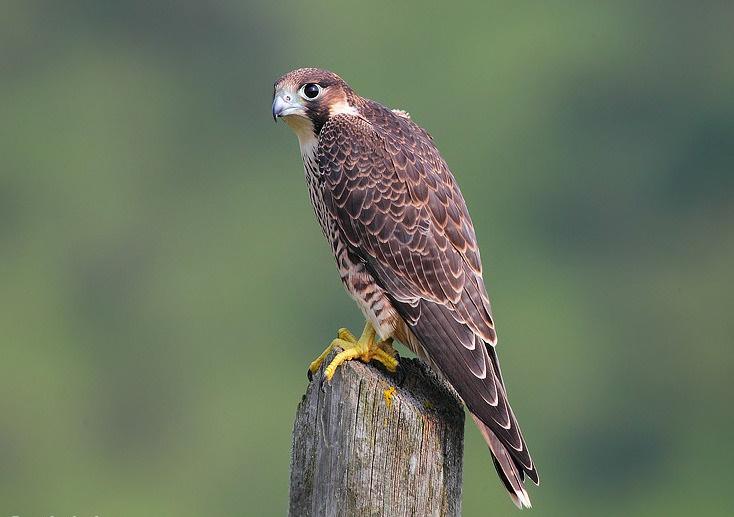 三分钟看懂阿联酋,带你看阿联酋