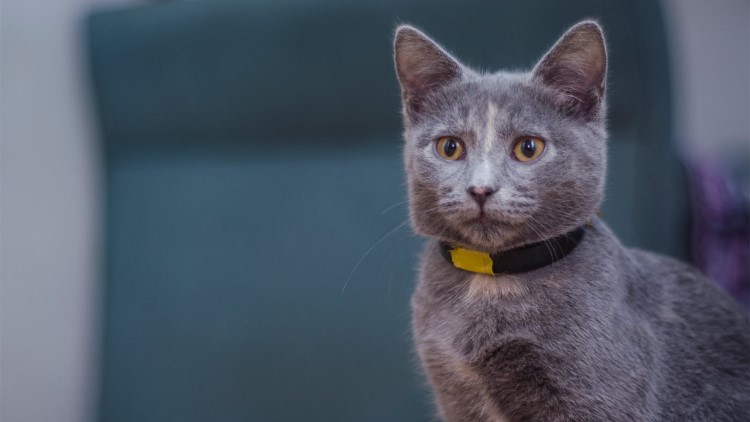 猫咪长年溜眼是怎么回事,猫咪有必要清理耳朵吗